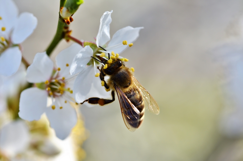 jardinerie-PIGNANS-min_bee-4092986